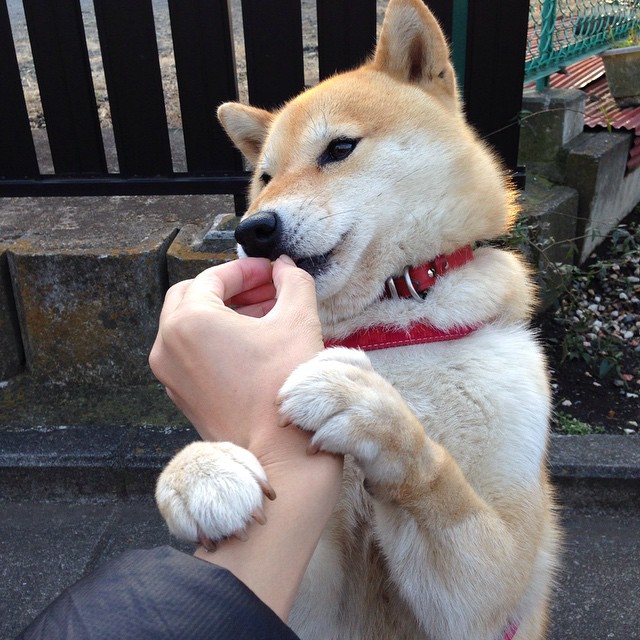 意甲裁判吹罚尺度变化对犯规判罚趋势的统计分析，意甲足球裁判